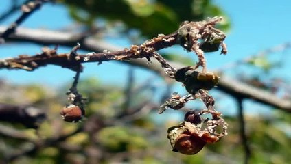 Tutorial HLB de los Cítricos