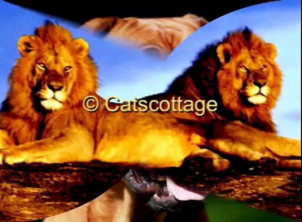 Rhodesian Ridgeback Biography,Part III