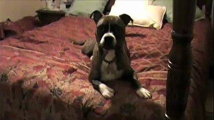 Lazy American Pit Bull Boxer Mix - The Lazy Dog