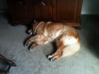 Dog Sleeping