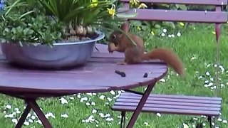 Volg de eekhoorn: lastige noten