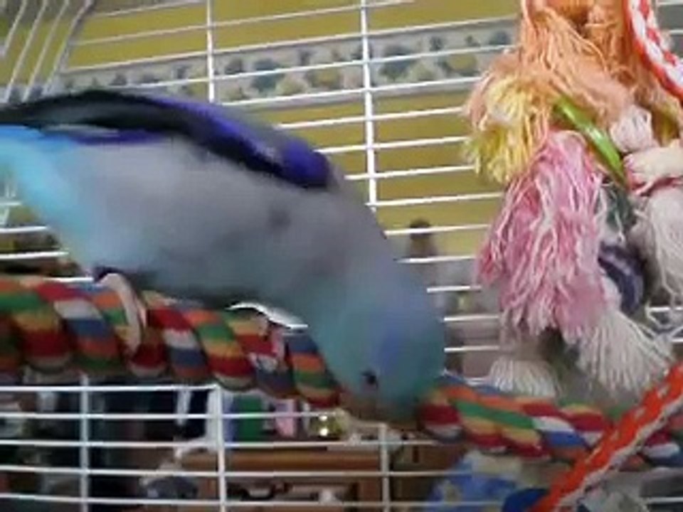 Pacific Parrotlet Dancing