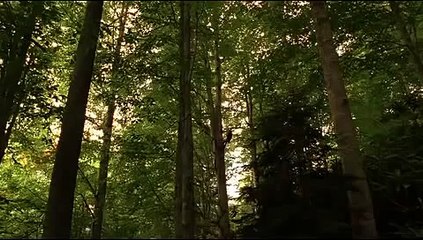 Turkish Cinema - Bal (Honey) by Semih Kaplanoğlu - Goldener Bär 2010