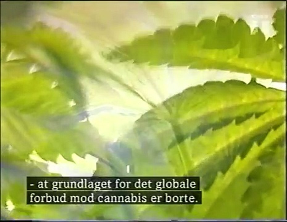 Cannabisprodukternes relative ufarlighed er nu veldokumenteret