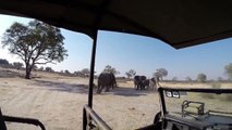 Terrifying moment elephant attacks safari truck