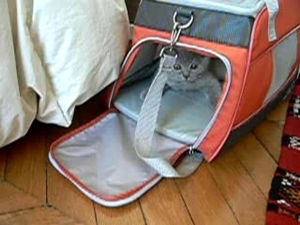 attention le chat attaque