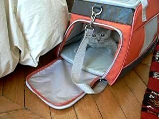 attention le chat attaque