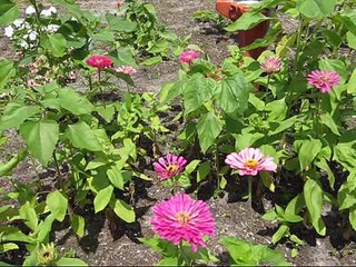 Paul McCartney And Wings-Silly Love Songs(Second Sunflower Garden 09-14-2010)