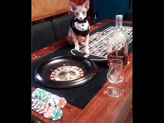 Horus the Great - Sphynx Video (aka horace)