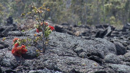 Hawaii_ Chain Of Craters Scenic Drive