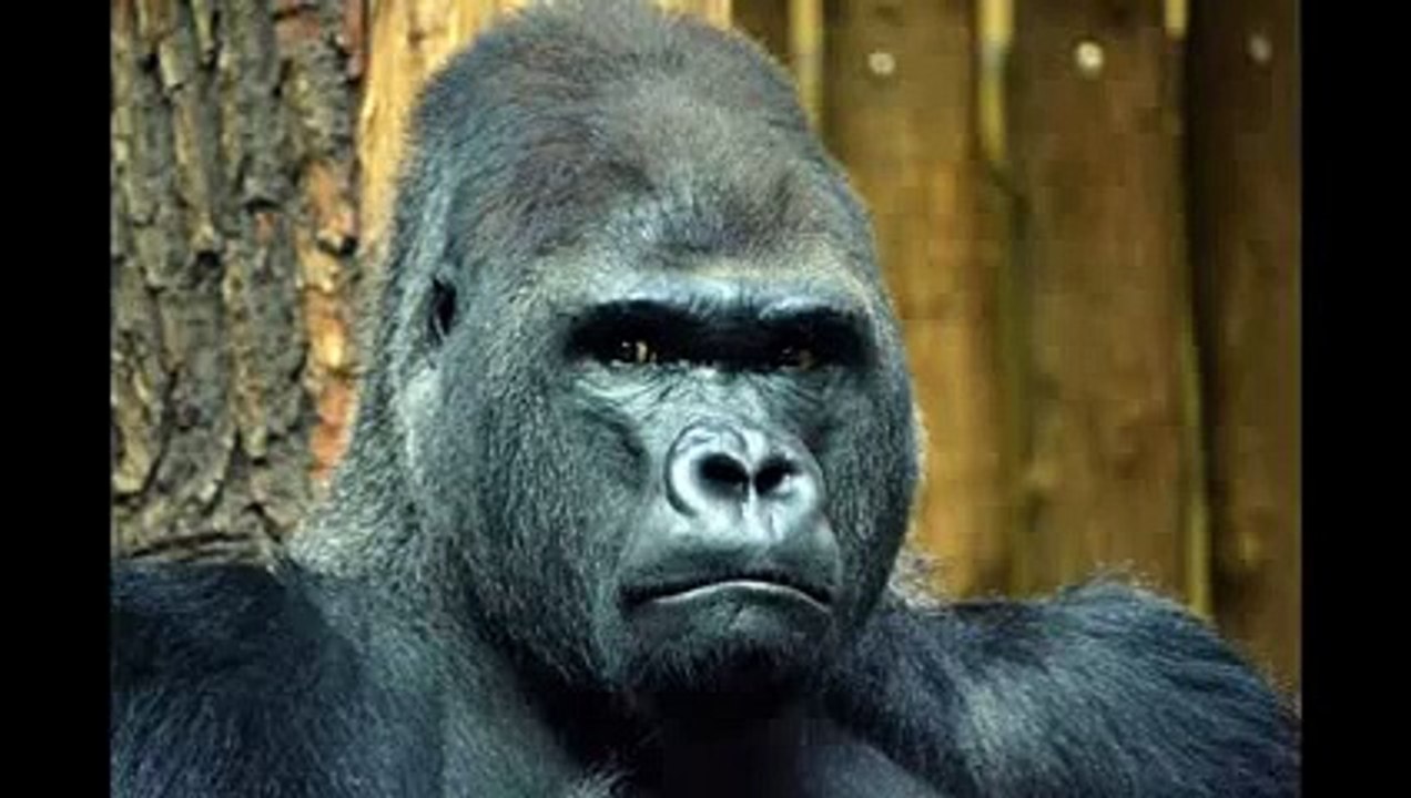 Epic Top Crazy Gorilla Attack animal attack