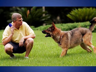 Los 10 Animales mas inteligentes del mundo