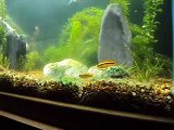 Apistogramma cacatuoides, Cardinal Tetra, Lamb chop harlequins