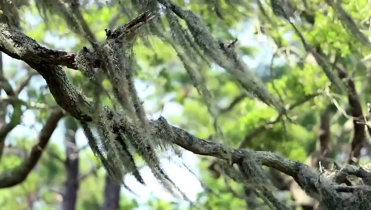 Big Boi The Thickets (Official Video)