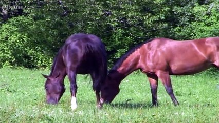 Relaxation for Children - Quiet, Harmony, Instrumental Music - HORSES