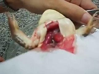 Coração da rã - Aula de Fisiologia