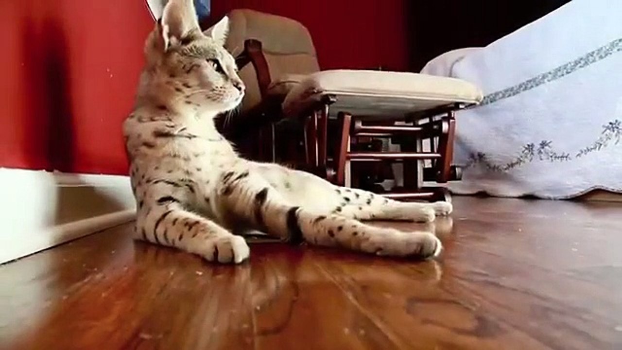 Alba & Frosting - Silver F1 Savannah Cats - 1 Year Old - www.F1SavannahCats.com