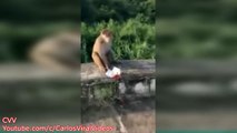 Mono pierde un dedo en Malasia después de que turistas le colocaron un petardo ( VIDEO)