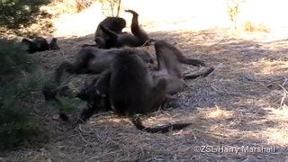 Chacma baboons in Tsaobis Leopard Park, Namibia