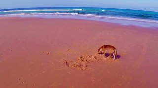 Dingo meets drone