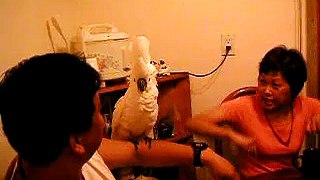 Crazy drunk Parrot 01