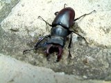 Stag beetle (Lucanus cervus) and snail