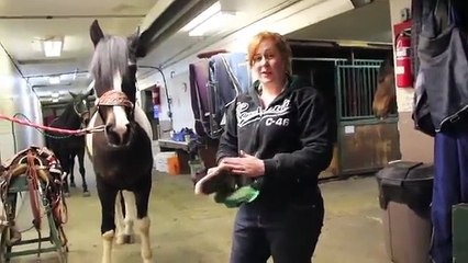 How to Get, groom and tack up your horse: with Sienna Hart