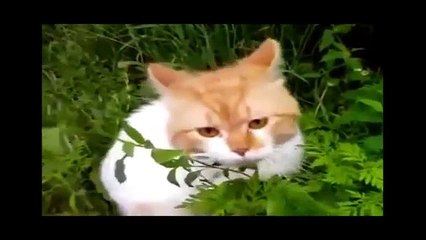 下载视频: Умереть от СМЕХА  ТОП ПРИКОЛЫ С ЖИВОТНЫМИ 2015  FUNNY ANIMALS