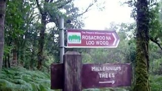 Rossacroo Millennium Forest  , County Kerry , Munster , Ireland , Europe