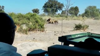 Cruel Nature: Lions eating their prey while it is still alive!