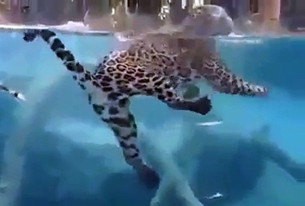 Amazing Panther Swimming and Fishing in the Pool Leopard Hunting / Wild Animals Hunting