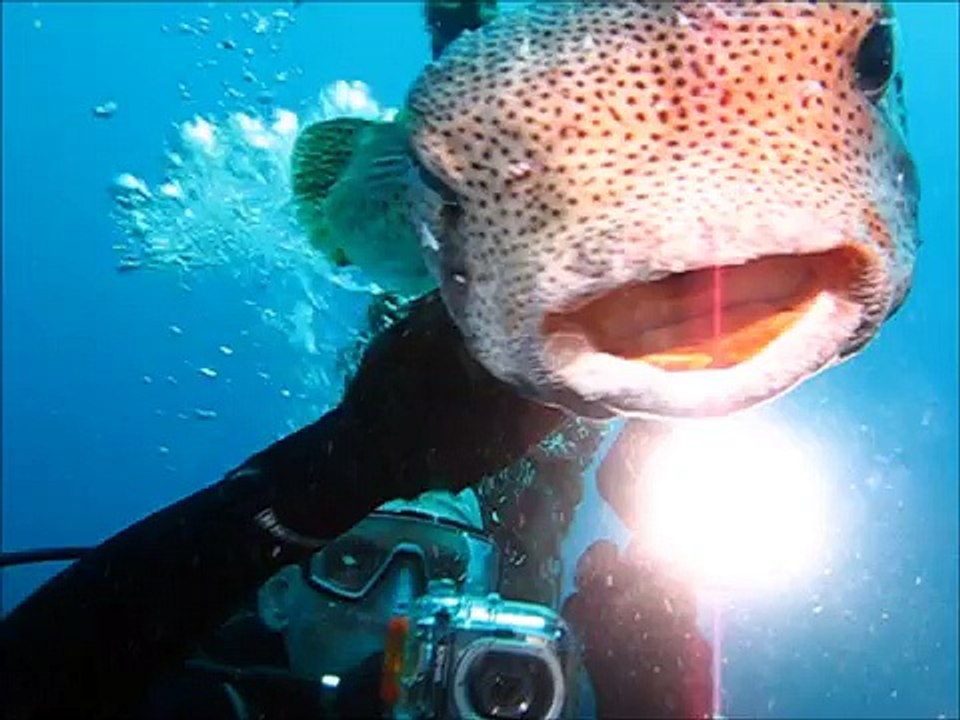 poisson Diodon ou beau diodon ou gros diodon  Diovanaise plongée Martinique