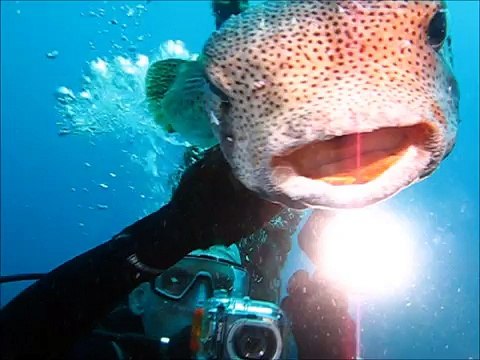 poisson Diodon ou beau diodon ou gros diodon Diovanaise plongée Martinique