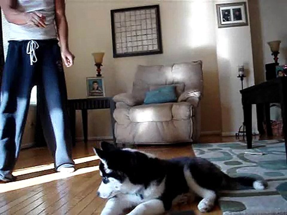 Husky at 14 weeks being trained