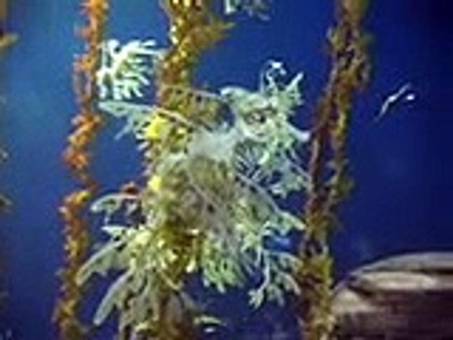 ⁣Georgia Aquarium