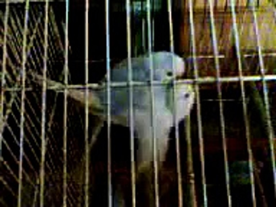 Accoppiamento dei Pappagallini