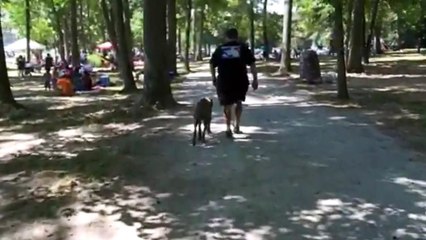 6 month old Mastiff "Tyson" Baton Rouge Dog Trainers