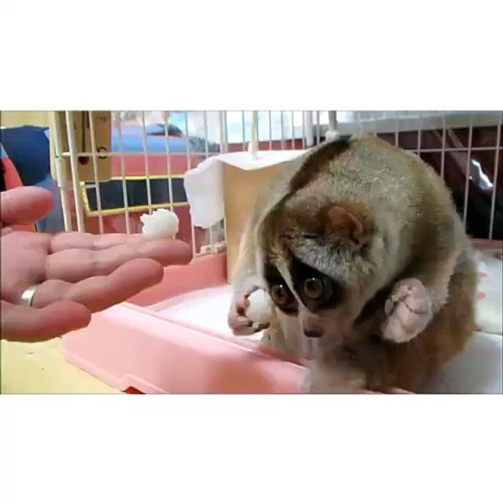 Trop mignon