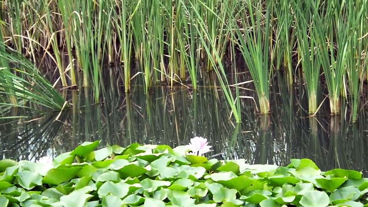 睡蓮（スイレン）と蓮（ハス）の花：難波田城公園