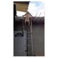 Clever Dog is using a  Ladder , going Down stairs