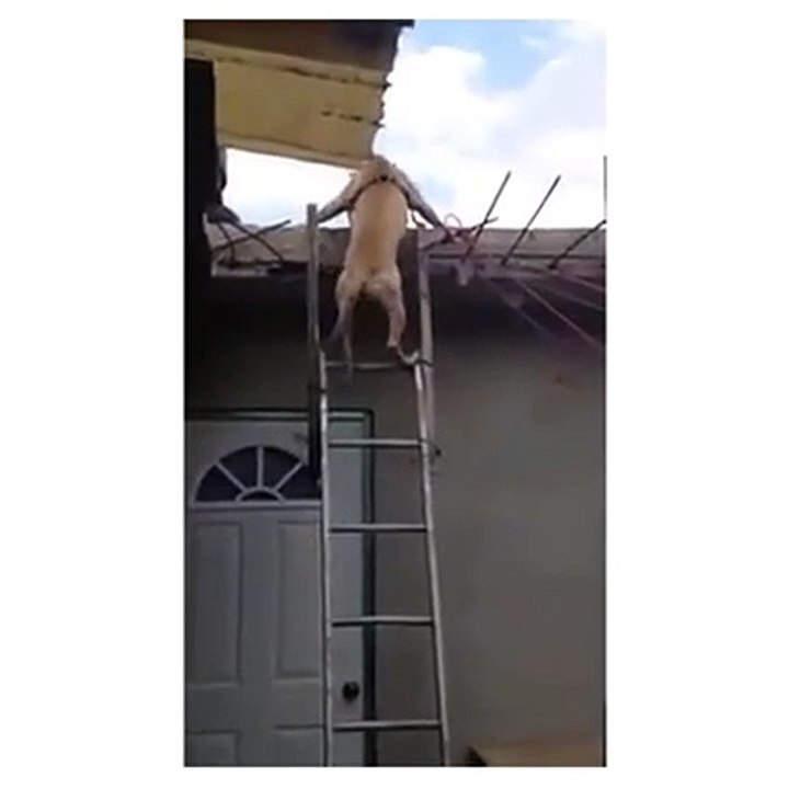 Clever Dog is using a  Ladder , going Down stairs