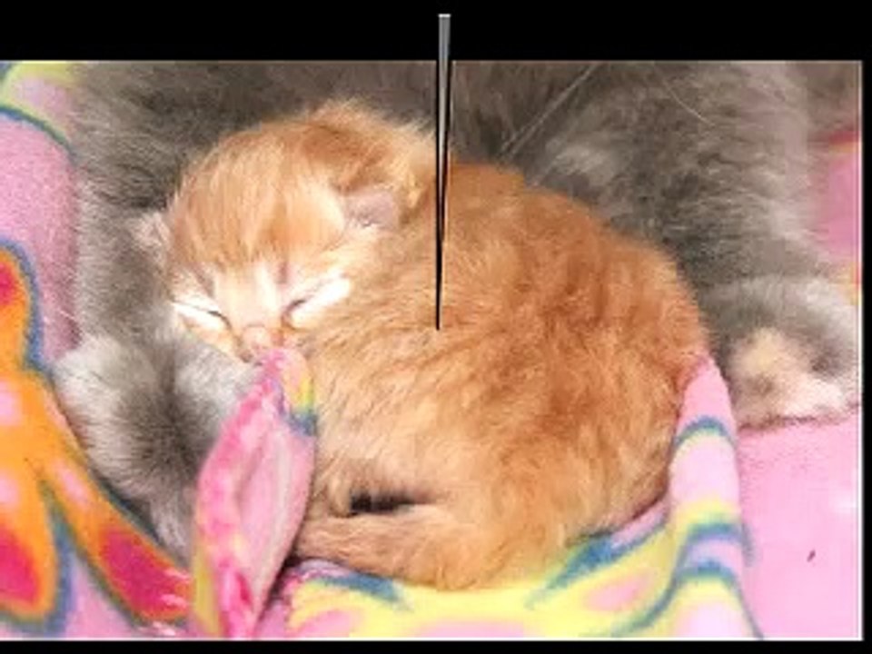 Faolán Edan, the beginning of his life