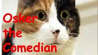 Osker the Talking Cat Tell's Jokes