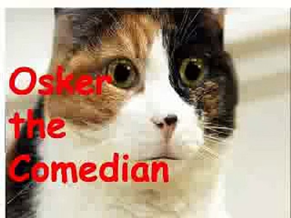 Osker the Talking Cat Tell's Jokes