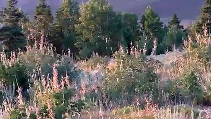 Scott Mackintosh's Mt. Dutton 2015 Archery Elk Hunt