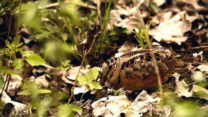 The American Woodcock