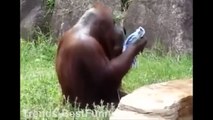 FUNNY MONKEY VIDEOS MONKEY PLAY COMPILATION / BEST ANIMAL EVER