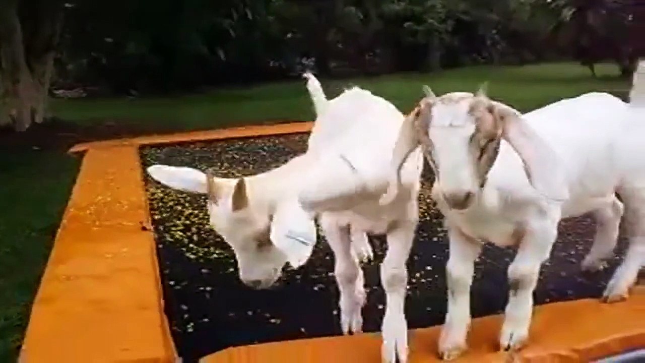 Ultra cute animal stuff