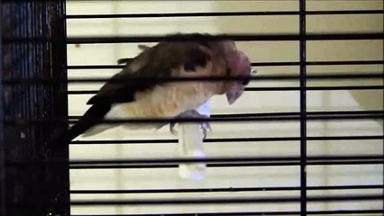 Chant de bec d'argent