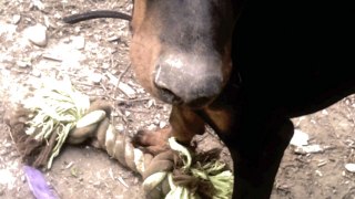 DOBERMANN - ENDY 5 MOIS